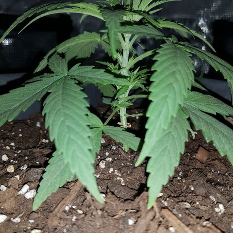 Daworka growlog timeline photo