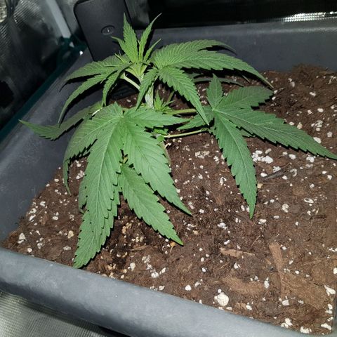 Daworka growlog timeline photo
