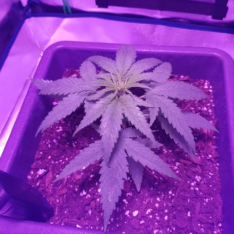 Daworka growlog timeline photo