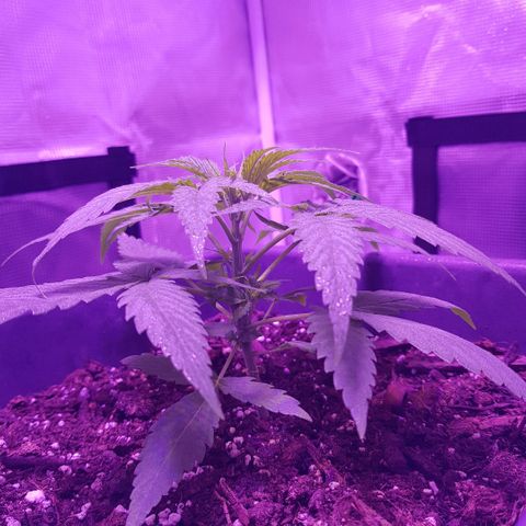 Daworka growlog timeline photo