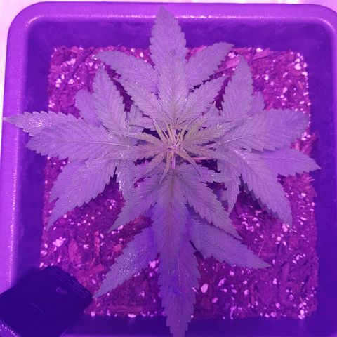 Daworka growlog timeline photo