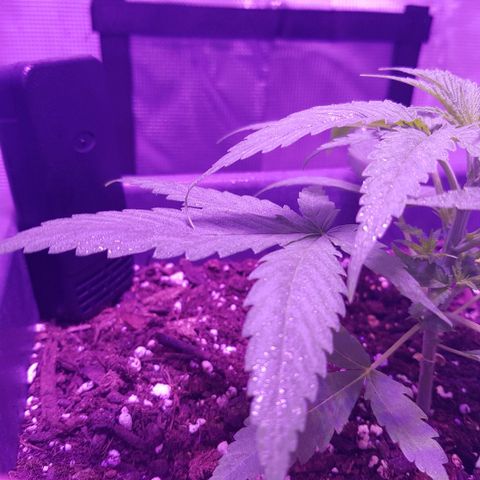 Daworka growlog timeline photo