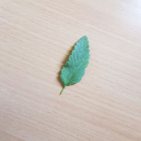 Daworka growlog timeline photo