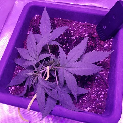 Daworka growlog photo: 1. LST
