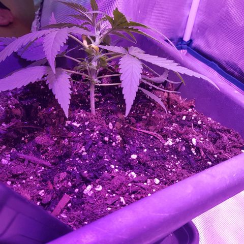 Daworka growlog photo: 1. LST