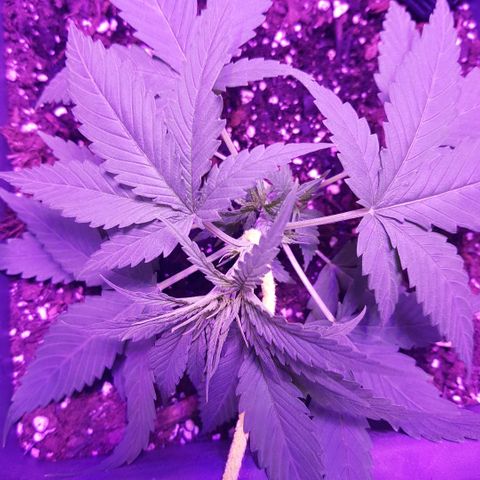 Daworka growlog photo: 1. LST