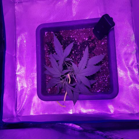 Daworka growlog photo: 1. LST