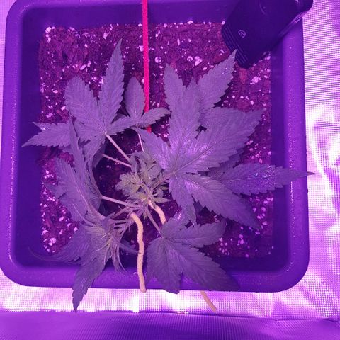 Daworka growlog timeline photo