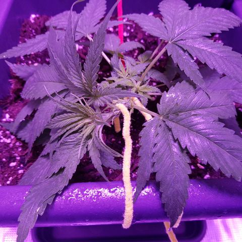 Daworka growlog timeline photo