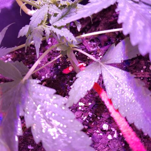Daworka growlog timeline photo