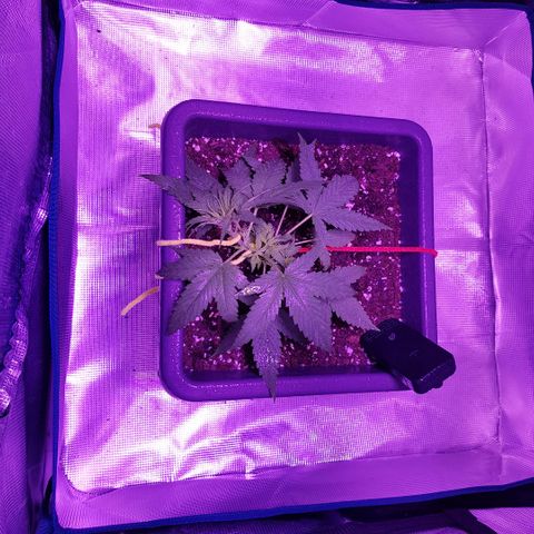 Daworka growlog timeline photo