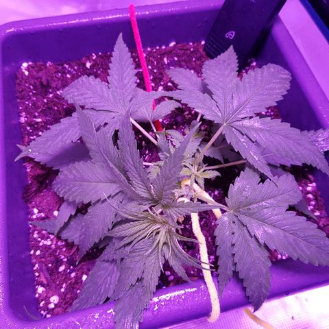 Daworka growlog timeline photo