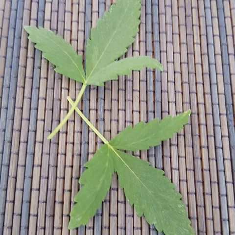 Daworka growlog timeline photo
