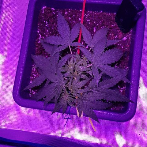 Daworka growlog timeline photo