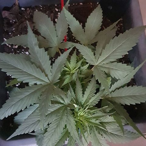 Daworka growlog timeline photo