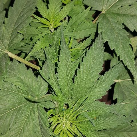 Daworka growlog timeline photo