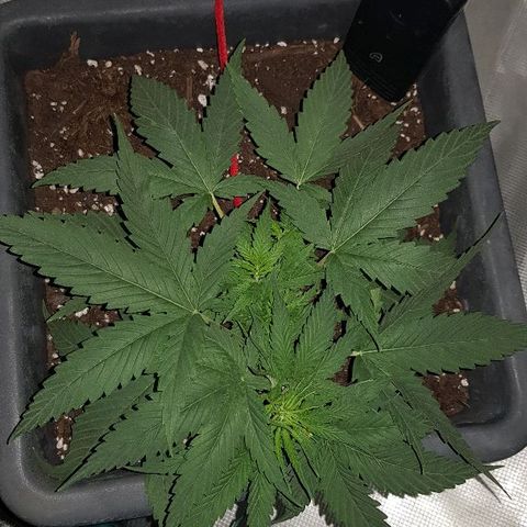 Daworka growlog timeline photo