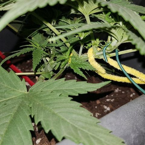 Daworka growlog timeline photo