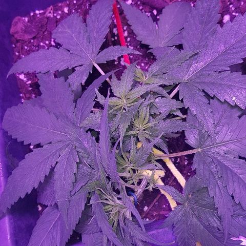 Daworka growlog photo: malo lsta