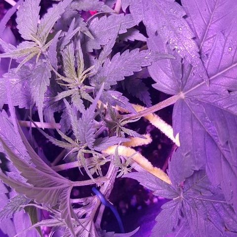 Daworka growlog photo: malo lsta