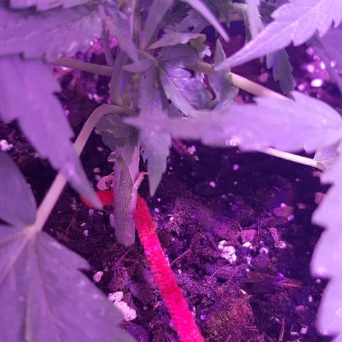 Daworka growlog photo: malo lsta