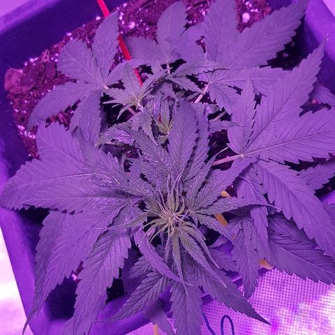 Daworka growlog timeline photo