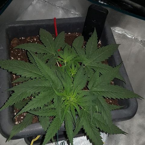 Daworka growlog timeline photo