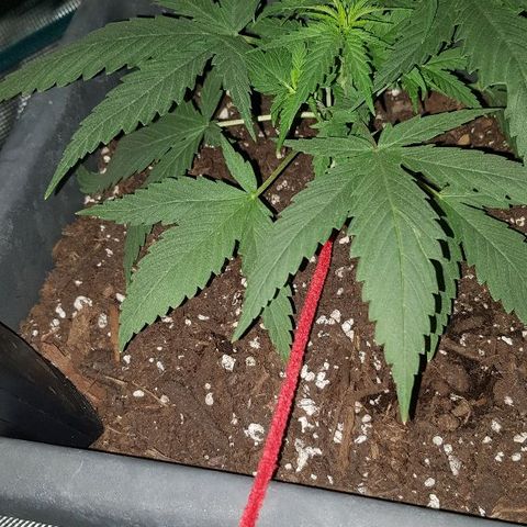 Daworka growlog timeline photo