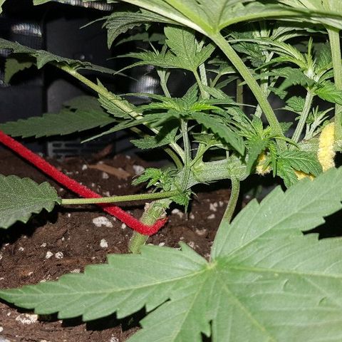 Daworka growlog timeline photo