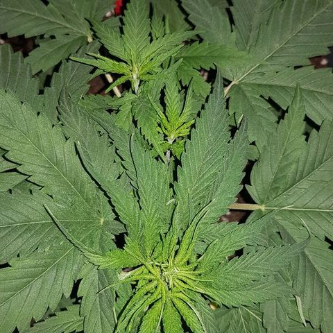 Daworka growlog timeline photo