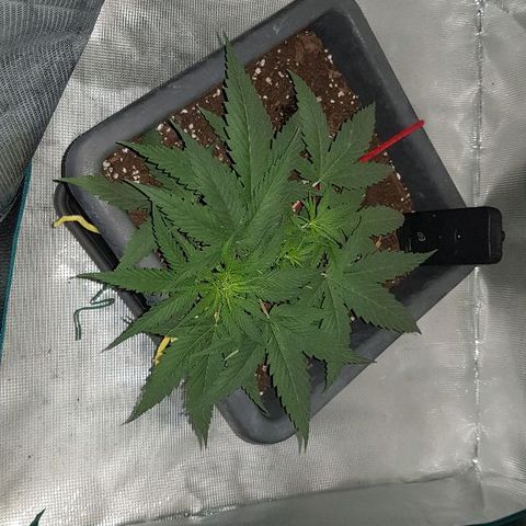 Daworka growlog timeline photo