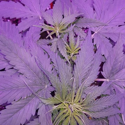 Daworka growlog timeline photo