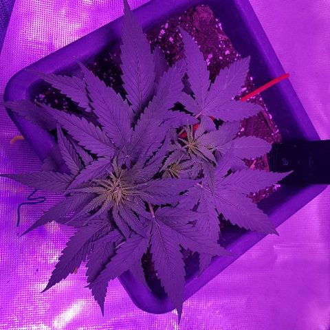 Daworka growlog timeline photo