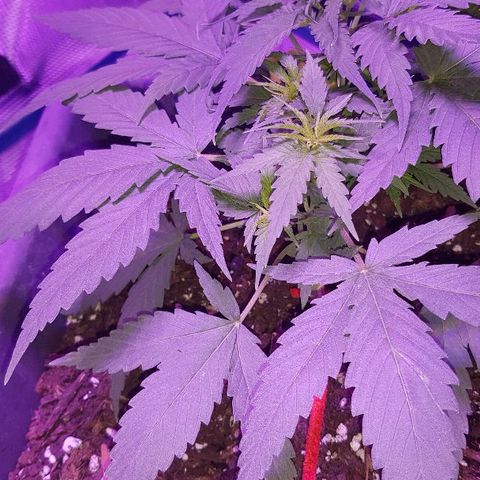Daworka growlog timeline photo