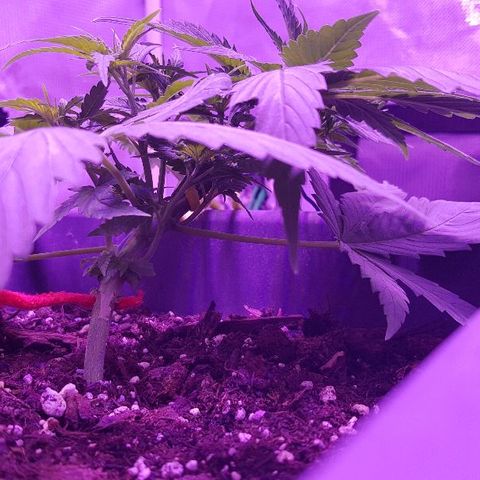 Daworka growlog timeline photo