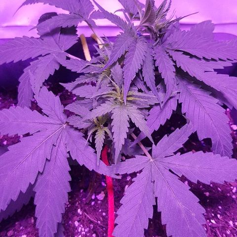 Daworka growlog timeline photo