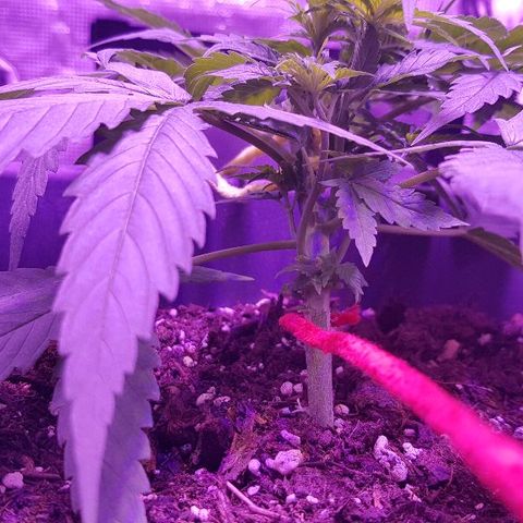 Daworka growlog timeline photo
