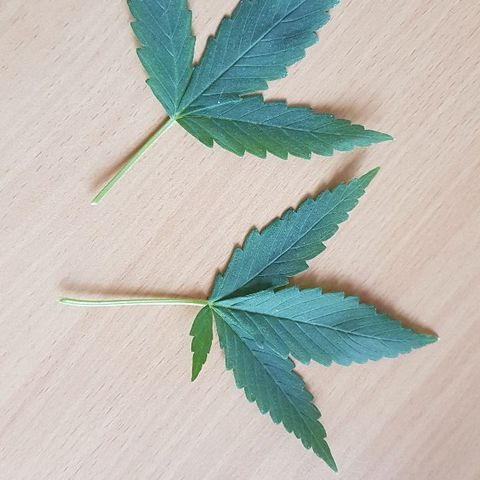 Daworka growlog timeline photo