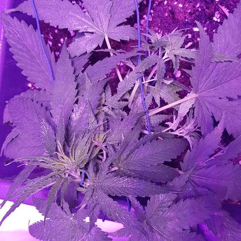 Daworka growlog timeline photo
