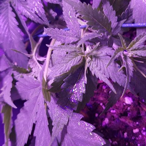 Daworka growlog timeline photo