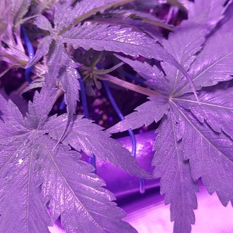 Daworka growlog timeline photo