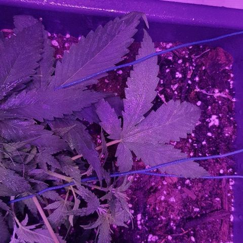 Daworka growlog timeline photo