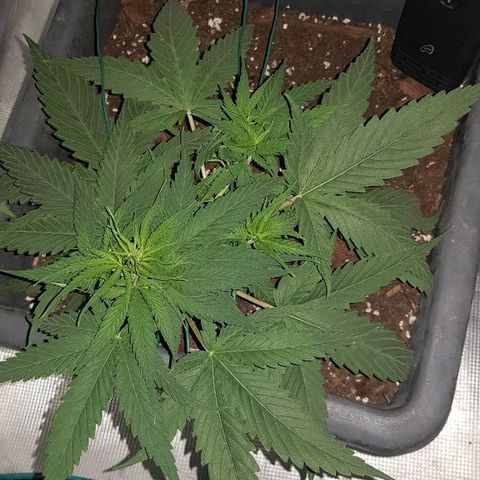 Daworka growlog timeline photo