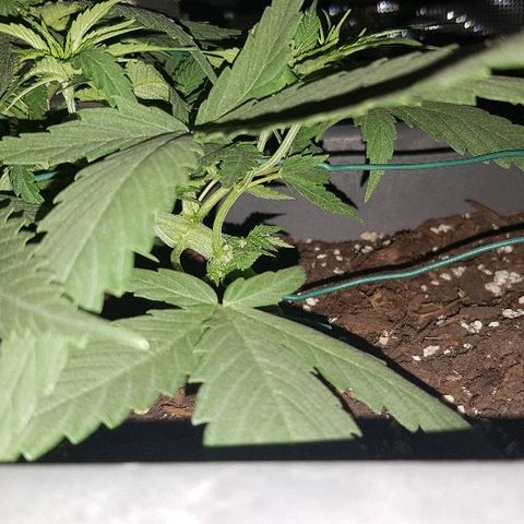 Daworka growlog timeline photo