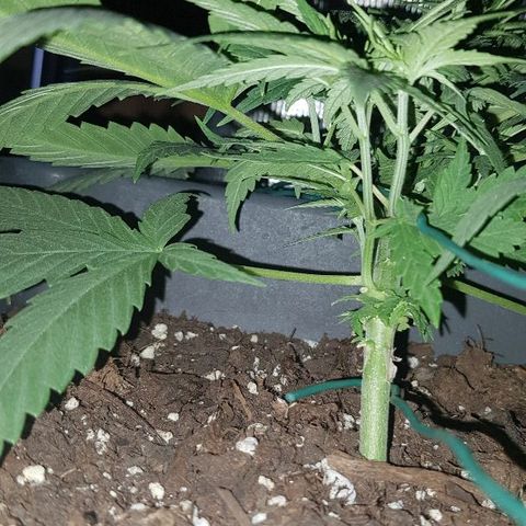 Daworka growlog timeline photo