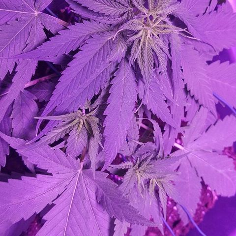Daworka growlog timeline photo