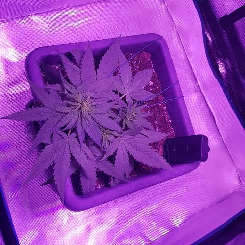 Daworka growlog timeline photo