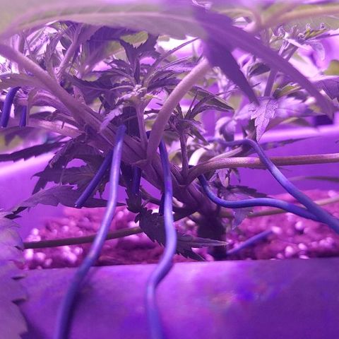 Daworka growlog timeline photo