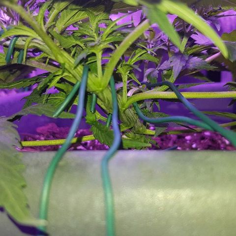 Daworka growlog timeline photo