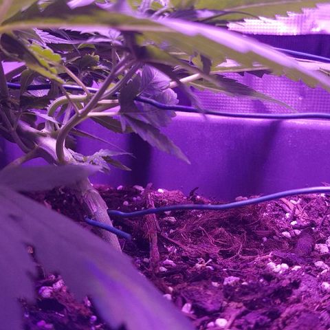 Daworka growlog timeline photo